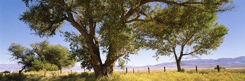 Framed Cottonwood trees in a field, Owens Valley, California, USA Print