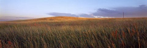 Framed Tall grass in a field, High Plains, Cheyenne, Wyoming, USA Print