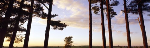 Framed Low angle view of pine trees, Iowa County, Wisconsin, USA Print