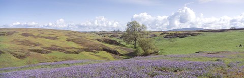 Framed Lupine field with mountain in the background, Table Mountain, Sierra Foothills, California, USA Print