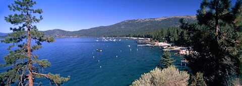 Framed Trees with lake in the background, Lake Tahoe, California, USA Print