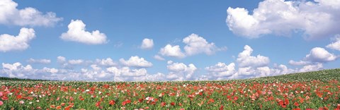 Framed Meadow flowers with cloudy sky in background Print