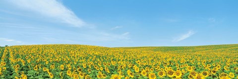 Framed Field of sunflower with blue sky Print