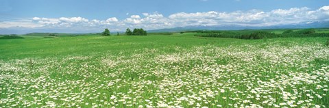 Framed Meadow flowers, Daisy field Print