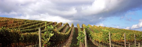 Framed Cloudy skies over a vineyard, Napa Valley, California, USA Print
