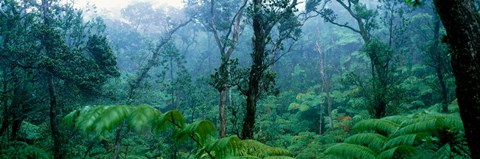 Framed Trees in a rainforest, Hawaii Volcanoes National Park, Big Island, Hawaii, USA Print