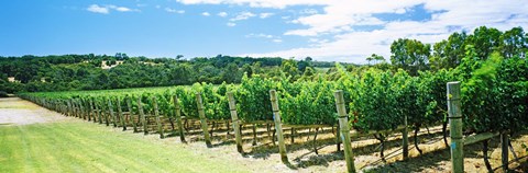 Framed Vineyard, Margaret River, Western Australia, Australia Print