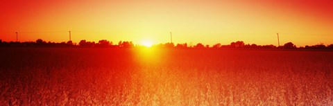 Framed Soybean field at sunset, Wood County, Ohio, USA Print