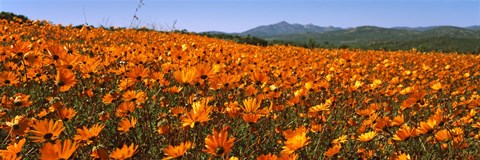 Framed Namaqua Parachute-Daisies flowers in a field, South Africa Print