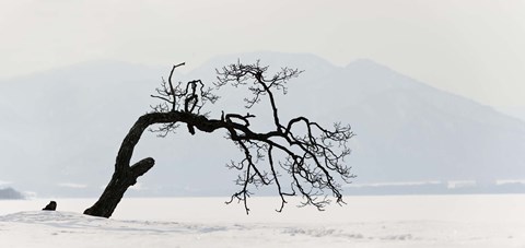 Framed Contorted tree at a frozen lake, Lake Kussharo, Hokkaido, Japan Print