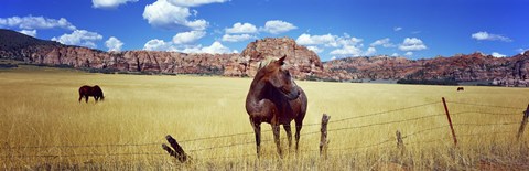 Framed Horses Grazing at Kolob Reservoir, Utah Print