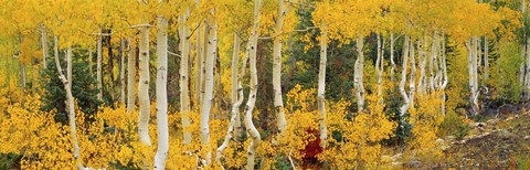 Framed Aspen Trees in Autumn, Dixie National Forest, Utah Print