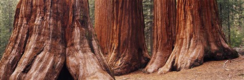 Framed Trees at Sequoia National Park, California, USA Print