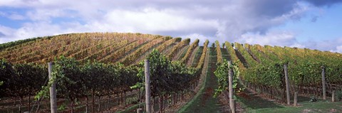 Framed Vines shedding their leaves, Napa Valley, California, USA Print