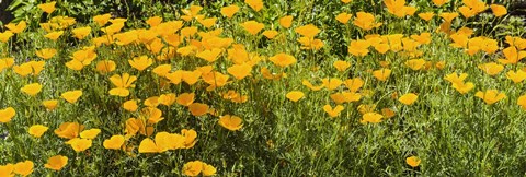 Framed California poppies (Eschscholzia californica) in bloom Print