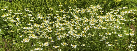 Framed German chamomile (Matricaria chamomilla) in bloom Print