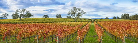 Framed Autumn color vineyards, Guerneville Road, Sonoma County, California, USA Print