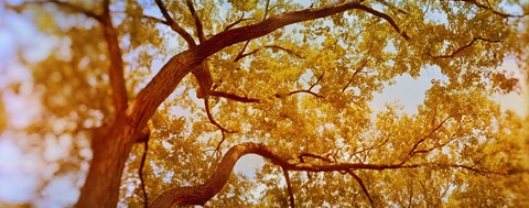 Framed Low angle view of a tree in autumn Print