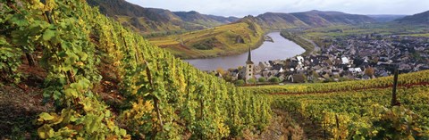 Framed High angle view of vineyards with town along the river, Bremm, Mosel River, Calmont, Rhineland-Palatinate, Germany Print