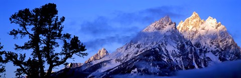 Framed Silhouette of a Limber Pine in front of mountains, Cathedral Group, Teton Range, Grand Teton National Park, Wyoming, USA Print