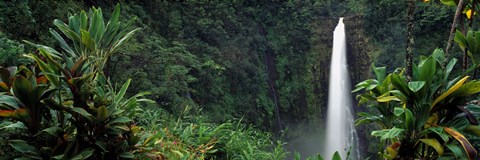 Framed Akaka Falls State Park, Hawaii, USA Print