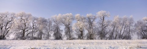 Framed Cottonwood trees covered with snow, Lower Klamath Lake, Siskiyou County, California, USA Print