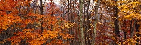 Framed Autumn trees in Great Smoky Mountains National Park, North Carolina, USA Print