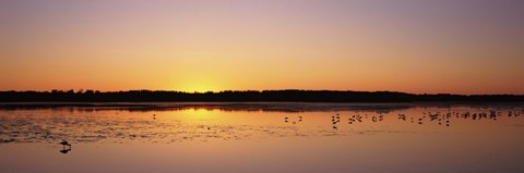 Framed Pelicans and other wading birds at sunset, J.N. Ding Darling National Wildlife Refuge, Sanibel Island, Florida, USA Print