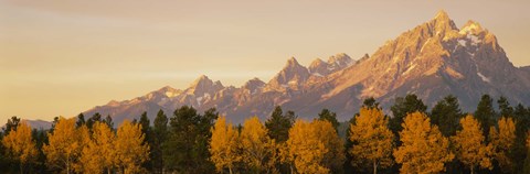 Framed Aspen trees on a mountainside, Grand Teton, Teton Range, Grand Teton National Park, Wyoming, USA Print