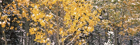 Framed Aspen trees in autumn, Grand Teton National Park, Wyoming, USA Print