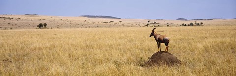 Framed Side profile of a Topi standing on a termite mound, Masai Mara National Reserve, Kenya Print