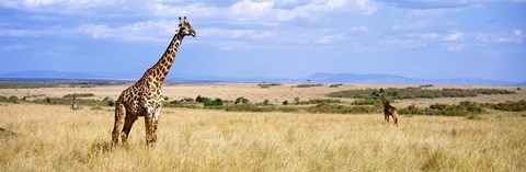Framed Giraffe, Maasai Mara, Kenya Print