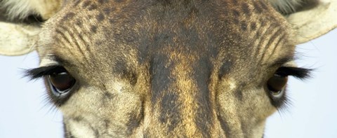 Framed Close-up of a Maasai giraffes eyes Print