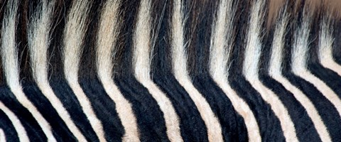 Framed Close-up of a Greveys zebra stripes and mane Print