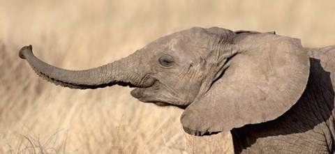 Framed Close-up of a African elephant calf at play Print