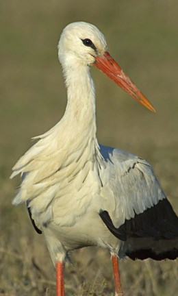Framed Close-up of an European white stork, Ngorongoro Conservation Area, Arusha Region, Tanzania (Ciconia ciconia) Print