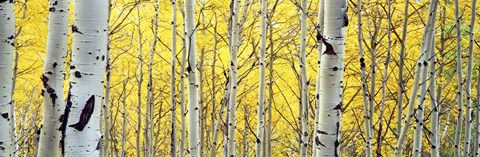 Framed Aspen trees in a forest Print