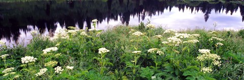 Framed Cow Parsnip (Heracleum maximum) flowers near a pond, Moose Pond, Grand Teton National Park, Wyoming, USA Print