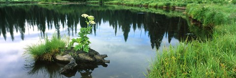 Framed Cow Parsnip (Heracleum maximum) flowers in a pond, Moose Pond, Grand Teton National Park, Wyoming, USA Print