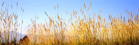 Framed Tall grass in a national park, Grand Teton National Park, Wyoming, USA Print