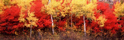 Framed Aspen and Black Hawthorn trees in a forest, Grand Teton National Park, Wyoming Print