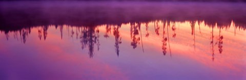 Framed Reflection of plants in a lake at sunrise, Taggart Lake, Grand Teton National Park, Wyoming, USA Print