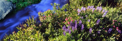 Framed High angle view of Lupine and Spirea flowers near a stream, Grand Teton National Park, Wyoming, USA Print