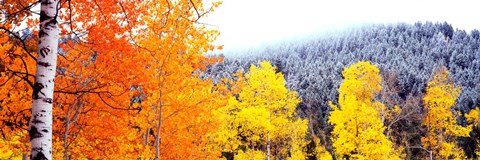 Framed Aspen trees in a forest, Blacktail Butte, Grand Teton National Park, Wyoming, USA Print