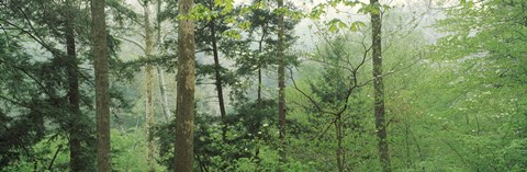 Framed Trees in spring forest, Turkey Run State Park, Parke County, Indiana, USA Print