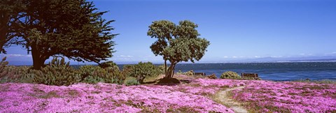 Framed Flowers on the beach, Pacific Grove, Monterey County, California, USA Print
