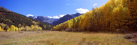 Framed Aspens on a Hilll, Aspen, Colorado Print