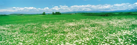 Framed Meadow flowers, Daisy field Print