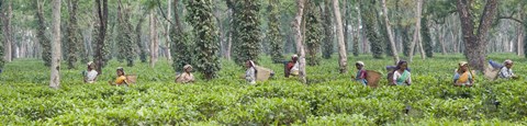 Framed Tea harvesting, Assam, India Print