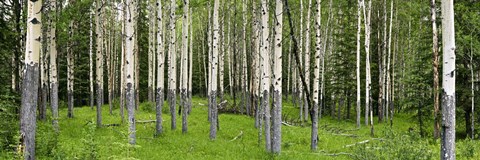 Framed Aspen Trees Banff, Alberta, Canada Print